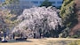 小石川後楽園のしだれ桜（3）
