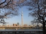 隅田公園の桜並木（3）／東京スカイツリーと共に