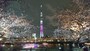 隅田公園の桜並木（4）／東京スカイツリーのライトアップ、屋形船と共に