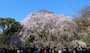 六義園のしだれ桜（1）