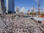 桜木町駅から海に向かう「さくら通り」の桜並木（2019年4月5日撮影）
