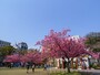 横浜で誕生した品種「横浜緋桜（ヨコハマヒザクラ）」が植えてある横浜公園（2019年3月27日撮影）