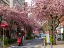 毎年4月中～下旬になると、ビジネス街にサクラのアーチが出現（2022年4月13日撮影）