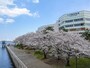 みなとみらいの風景を眺めながらお花見が楽しめる、カップヌードルミュージアムパーク（旧 新港パーク）（2020年4月2日撮影）