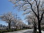 約500m続く、みなとみらいの「さくら通り」（2019年4月5日撮影）