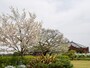 四季折々の草花が楽しめる、新港中央広場（2022年3月31日撮影）