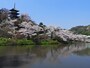ソメイヨシノを中心にさまざまな花が楽しめる、春の三溪園（2018年3月28日撮影）
