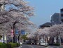 車窓からお花見が楽しめる、本牧通り（2018年3月28日撮影）