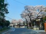 本牧通りから三溪園までサクラ並木が続く、本牧桜道（2018年3月28日撮影）