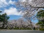 サッカー観戦などと一緒にお花見も楽しめる三ツ沢公園（2022年3月28日撮影）
