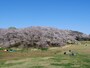 広い芝生でブルーシートを敷いてお花見が楽しめる、根岸森林公園（2021年3月26日撮影）
