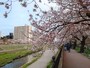  JR戸塚駅～大船駅の柏尾川沿いに続く、柏尾川プロムナード（2022年4月2日撮影）