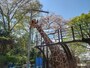 サクラと動物たちのかわいい姿が一緒に楽しめる、春の野毛山動物園（2023年3月29日撮影）