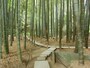 報国寺竹林