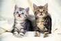 猫は毛色で性格がわかる？