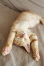 茶トラ（きつね色で縞模様の毛並みをもつ猫）