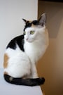 三毛猫（三色の毛をもつ日本猫）