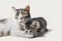 猫が噛むのは狩猟本能？