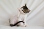猫がお風呂のシャンプー時に暴れる！おすすめのシャンプー法は？