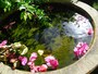 水瓶