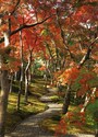 紅葉の苔庭