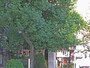 大きな木に囲まれた言問団子。