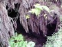溶岩トンネル