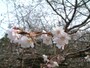実光院の不断桜（5）