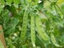 えんどう豆の栽培方法とは？ 