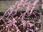北野