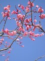 早春の梅