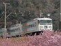 185系踊り子