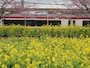 桜並木の下は菜の花畑
