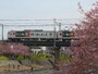 河津川の桜