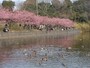 小松ヶ池とカモ