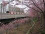 コンクリートの壁で邪魔だが桜は満開