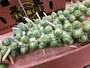 小さなキャベツ？見たことのない野菜もあります