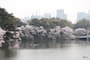 千鳥ヶ淵
