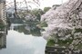 千鳥ヶ淵