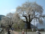 荘川桜（1）
