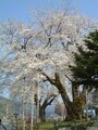 荘川桜（2）