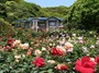 バラ庭園も美しい文学館