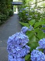 清方が愛した紫陽花は6～7月に花をつける