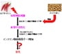 IGF-I図版