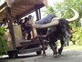 水牛車