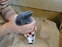 うさぎ