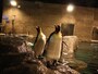 ペンギン（夜）