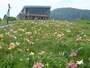 湯沢高原アルプの里のゆり園（2）