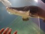 サンシャイン水族館