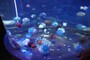 新江ノ島水族館